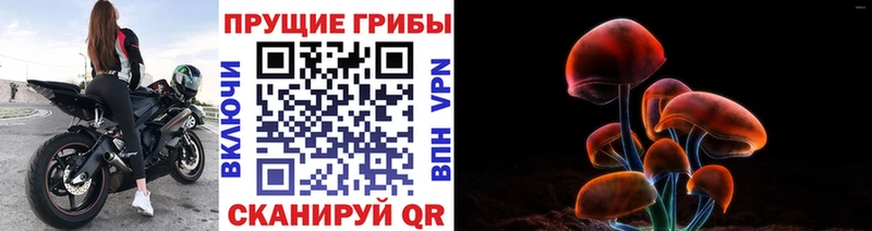 Псилоцибиновые грибы Cubensis Гусев