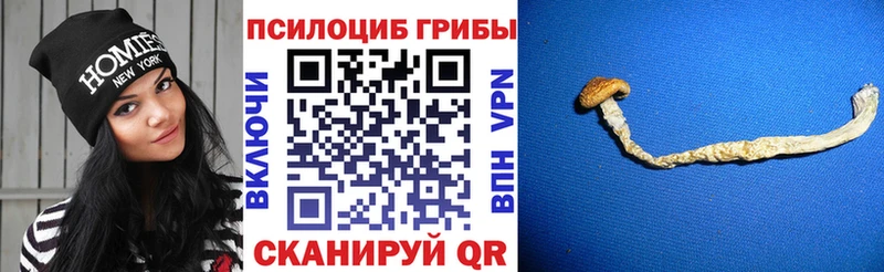 Галлюциногенные грибы Cubensis  Гусев 